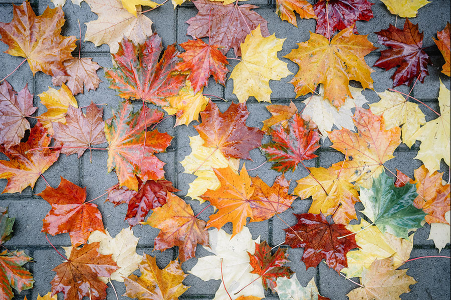 Leaves on Bricks