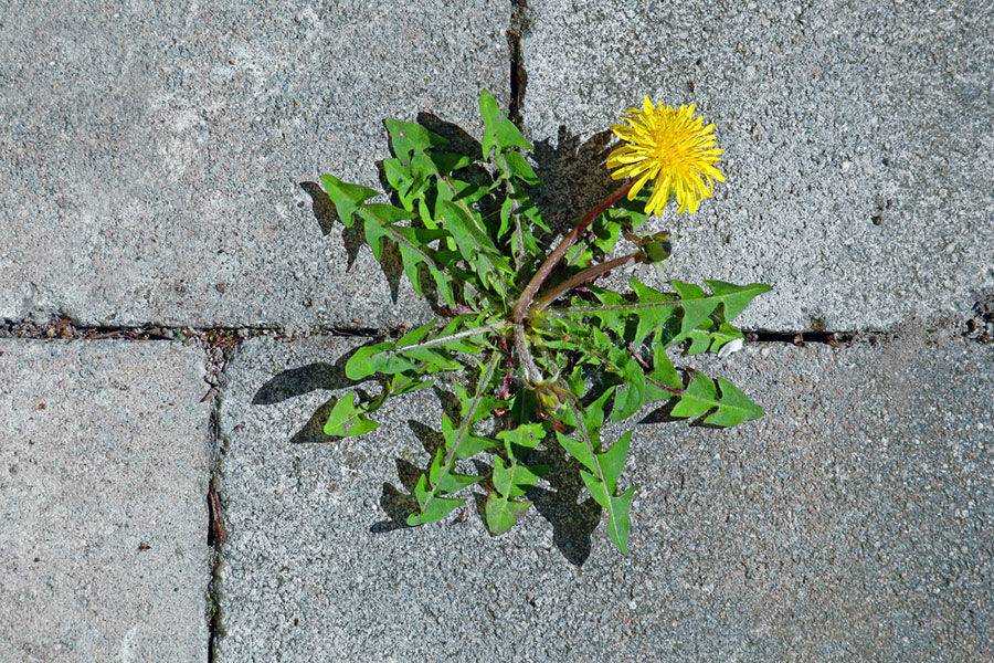 A dandelion with a bright yellow flower grows through a crack between gray concrete paving stones.